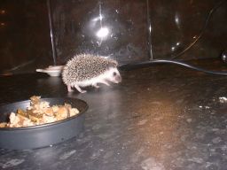 [Photo of a very young Huff the Hedgepig]