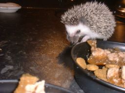 [Photo of a very young Huff the Hedgepig]