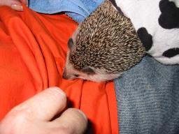 [Photo of Huff the Hedgepig]