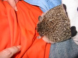 [Photo of Huff the Hedgepig]