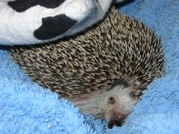 [Photo of Huff the Hedgepig]