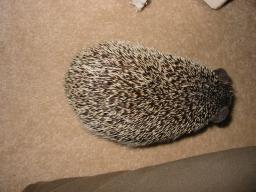 [Photo of Huff the Hedgepig]