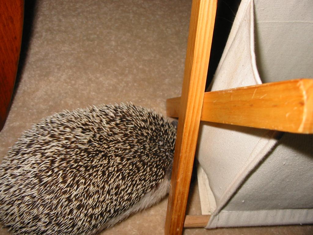 [Photo of Huff the Hedgepig]