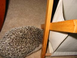 [Photo of Huff the Hedgepig]