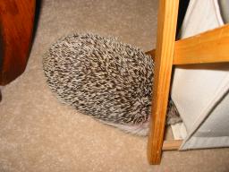 [Photo of Huff the Hedgepig]