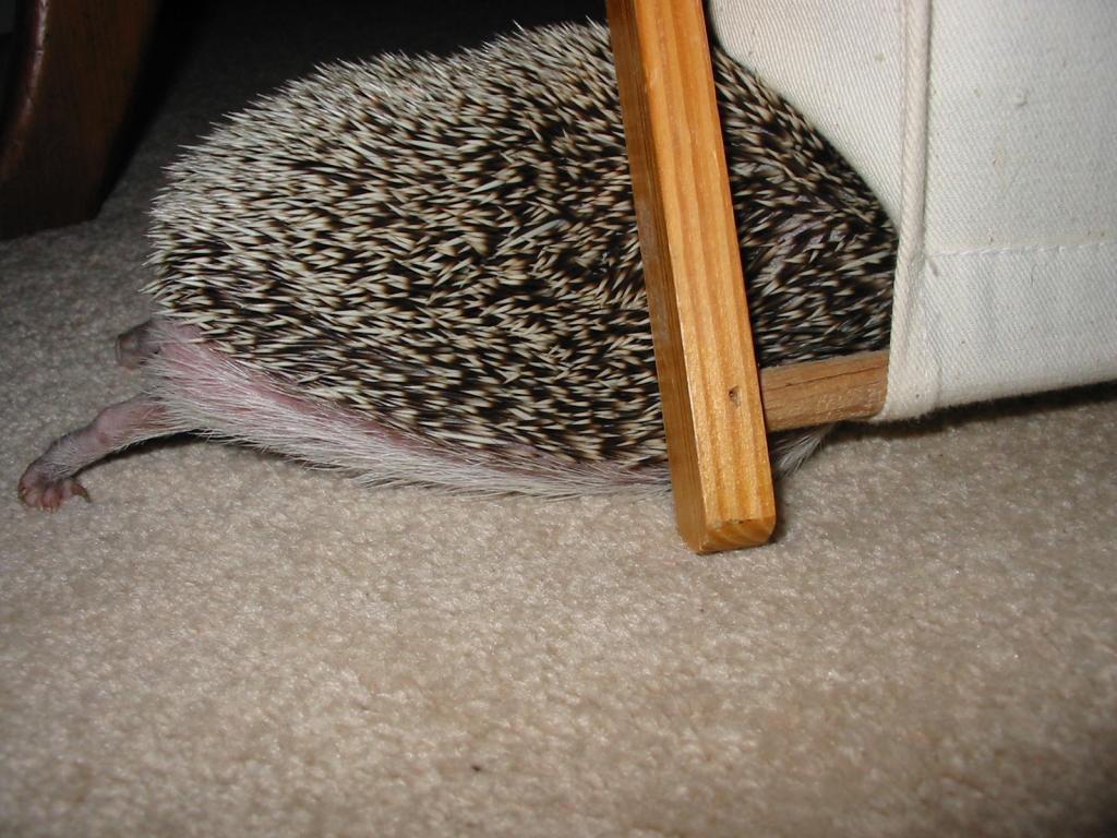 [Photo of Huff the Hedgepig]