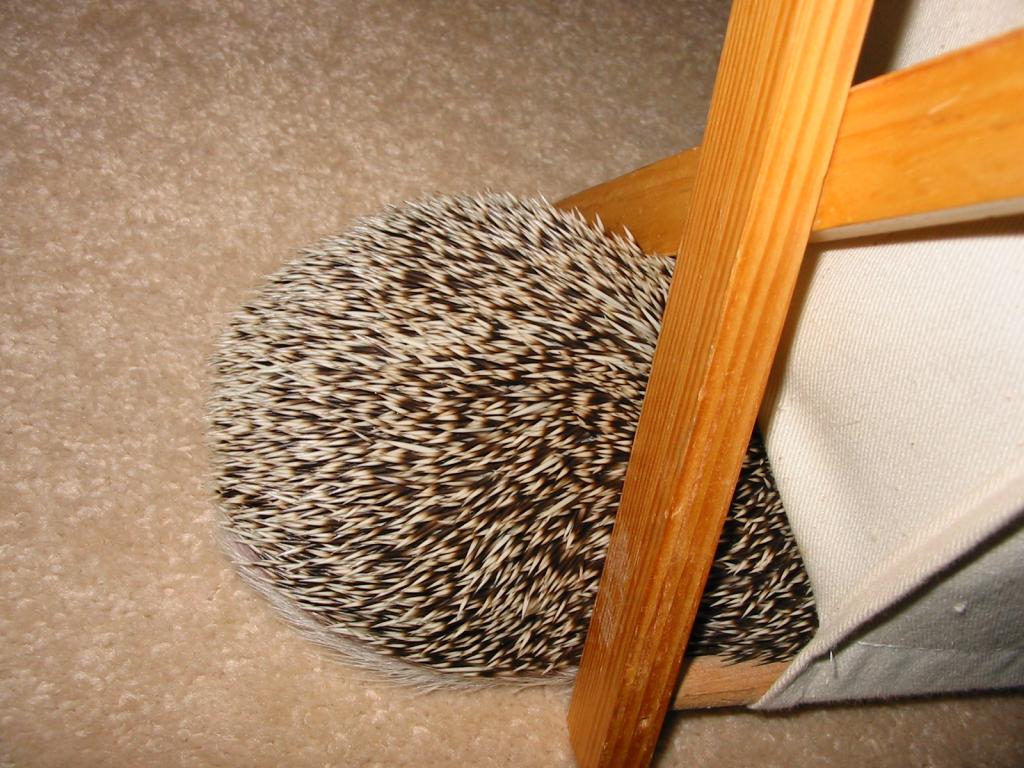 [Photo of Huff the Hedgepig]