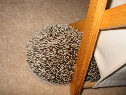 [Photo of Huff the Hedgepig]