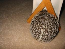 [Photo of Huff the Hedgepig]