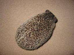 [Photo of Huff the Hedgepig]