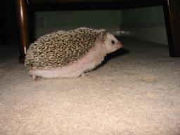[Photo of Huff the Hedgepig]