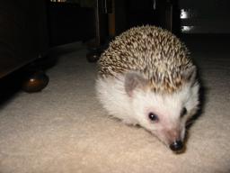 [Photo of Huff the Hedgepig]