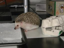 [Photo of Huff the Hedgepig]