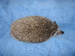 [Photo of Huff the Hedgepig]