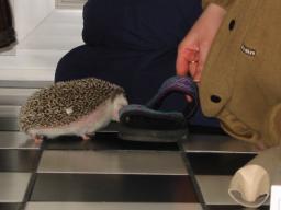 [Photo of Huff the Hedgepig]