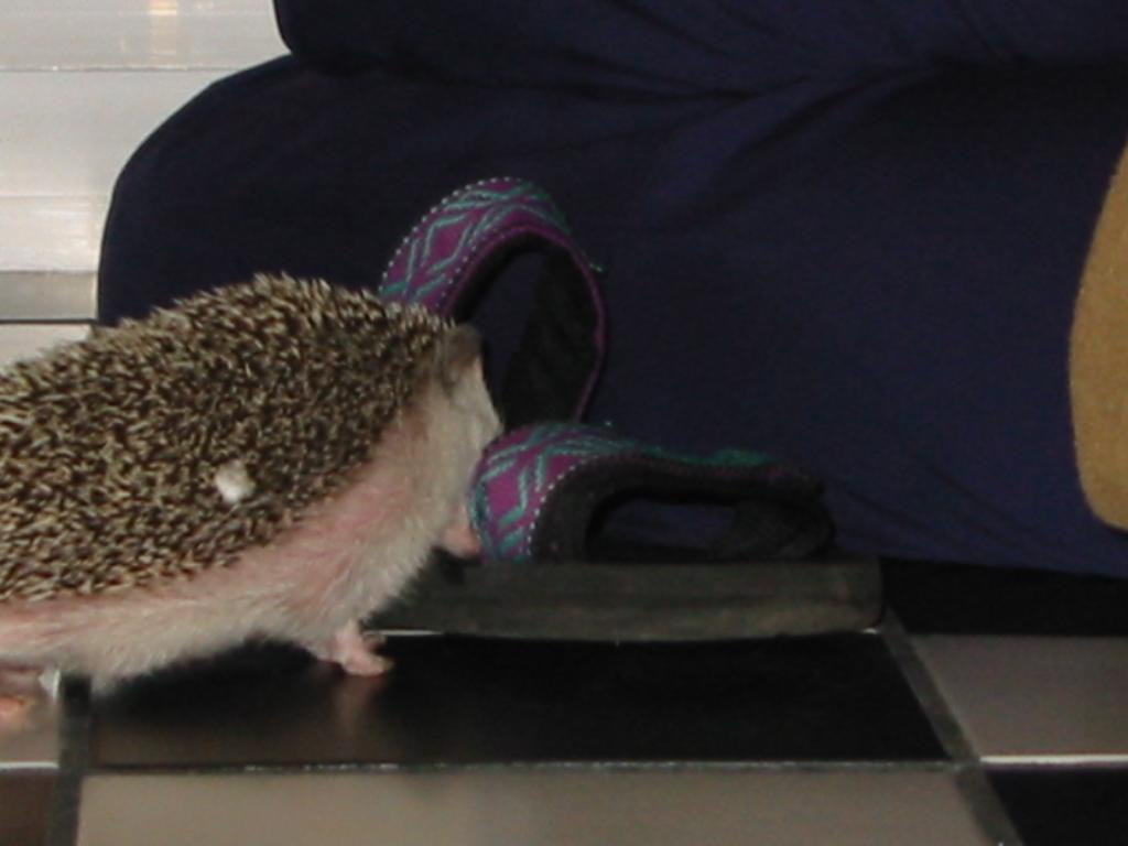[Photo of Huff the Hedgepig]