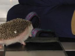 [Photo of Huff the Hedgepig]