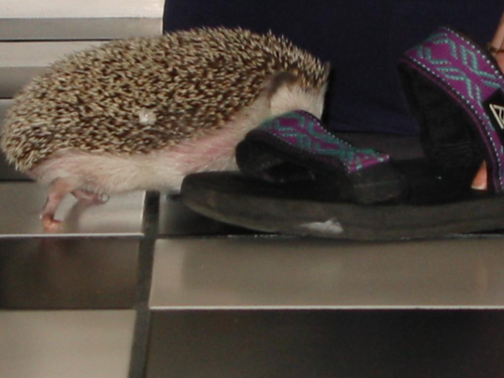 [Photo of Huff the Hedgepig]