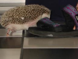 [Photo of Huff the Hedgepig]