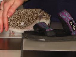[Photo of Huff the Hedgepig]