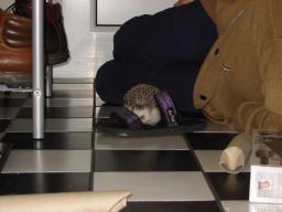 [Photo of Huff the Hedgepig]
