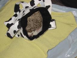[Photo of Huff the Hedgepig]