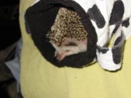 [Photo of Huff the Hedgepig]