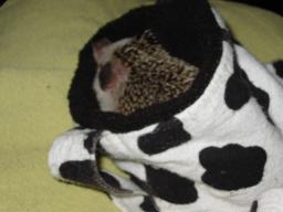 [Photo of Huff the Hedgepig]