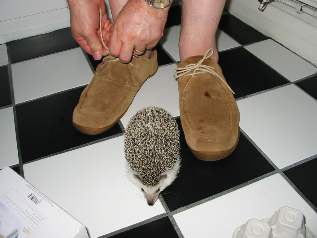 [Photo of Huff the Hedgepig]