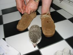 [Photo of Huff the Hedgepig]