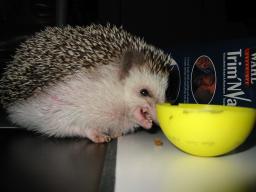 [Photo of Huff the Hedgepig]