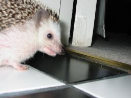 [Photo of Huff the Hedgepig]