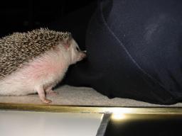 [Photo of Huff the Hedgepig]