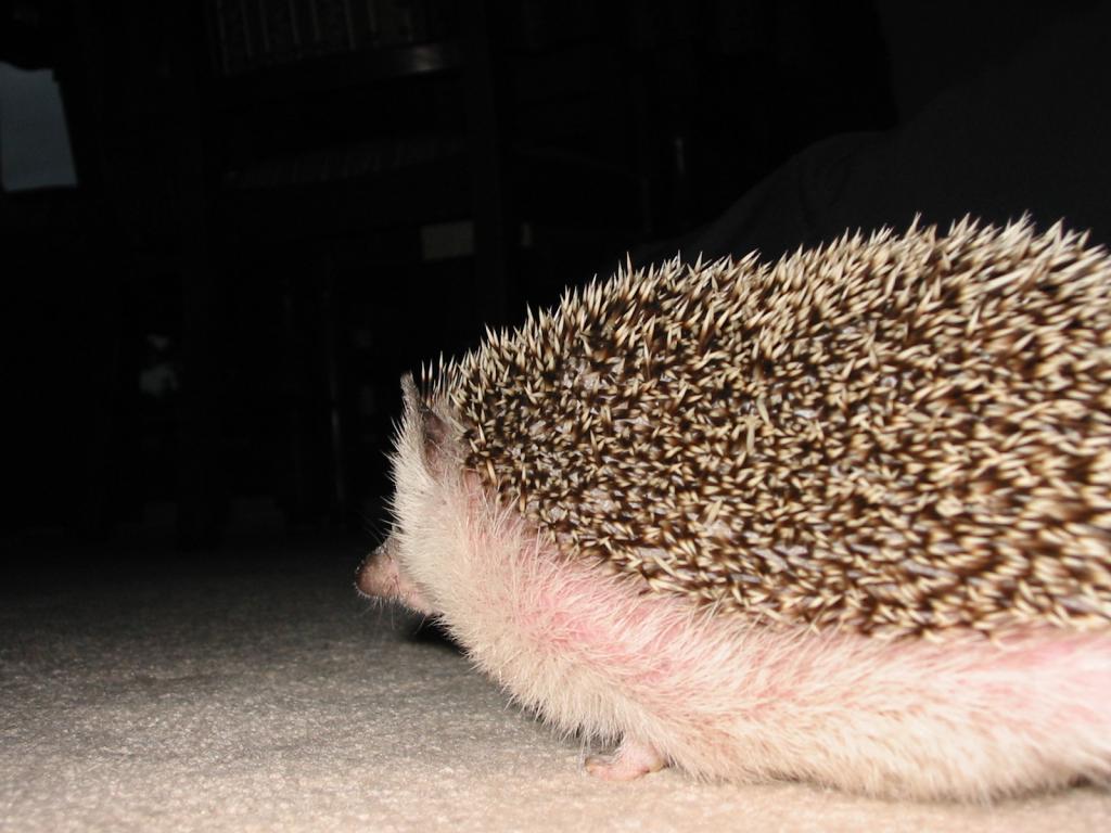 [Photo of Huff the Hedgepig]