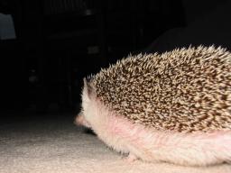 [Photo of Huff the Hedgepig]