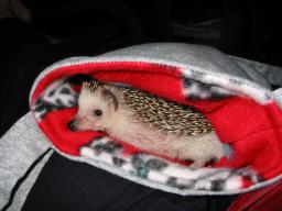[Photo of Huff the Hedgepig]