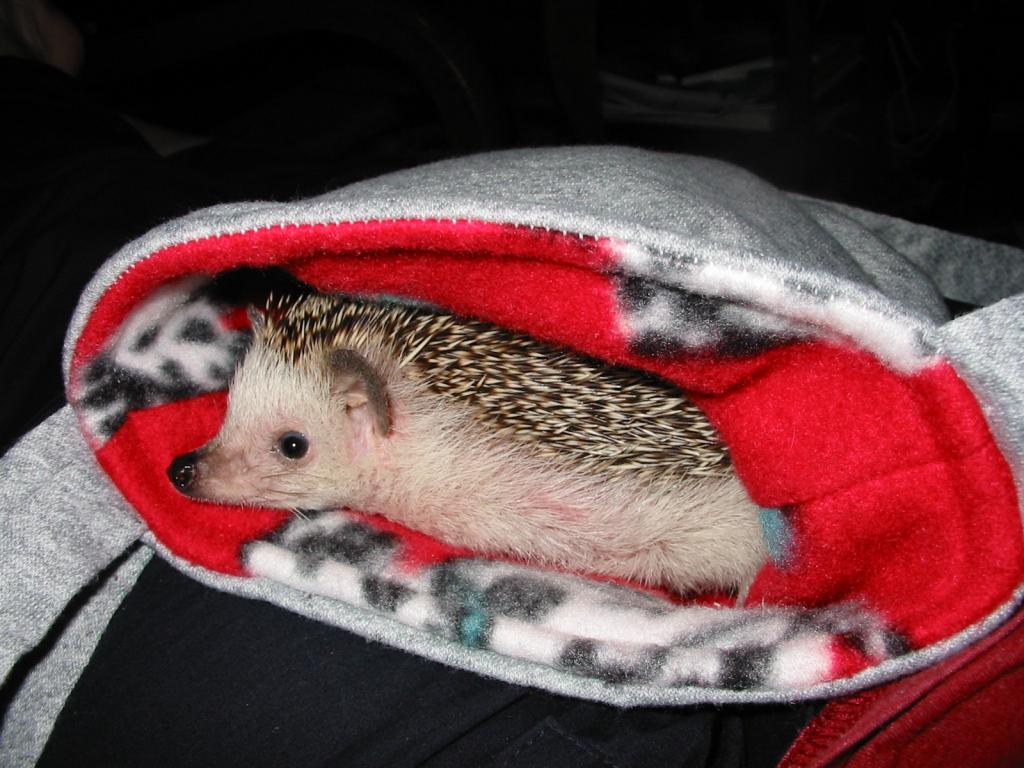 [Photo of Huff the Hedgepig]