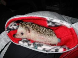 [Photo of Huff the Hedgepig]