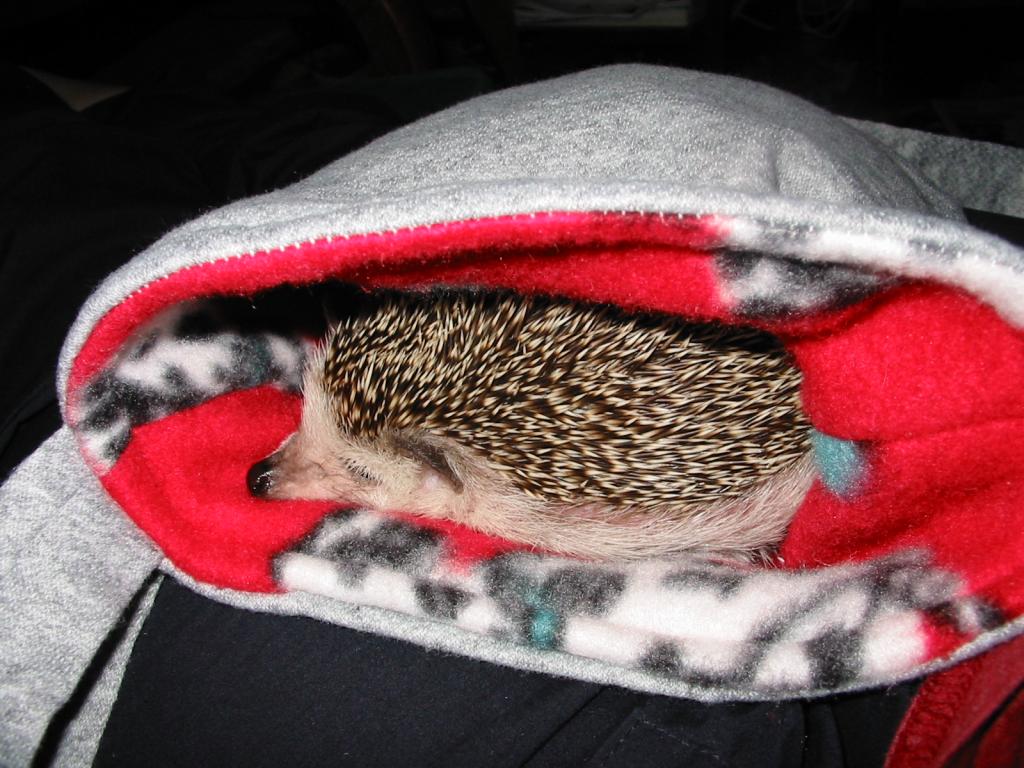 [Photo of Huff the Hedgepig]