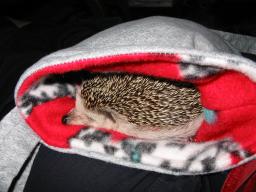 [Photo of Huff the Hedgepig]