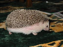 [Photo of Huff the Hedgepig]