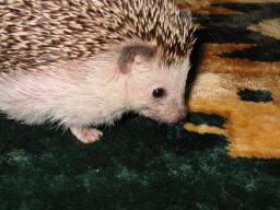 [Photo of Huff the Hedgepig]