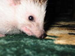 [Photo of Huff the Hedgepig]