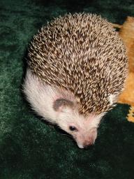 [Photo of Huff the Hedgepig]
