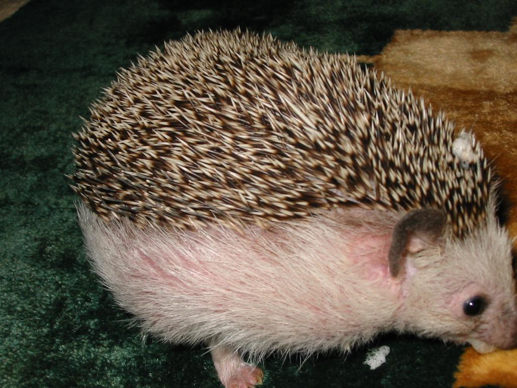 [Photo of Huff the Hedgepig]