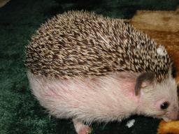 [Photo of Huff the Hedgepig]