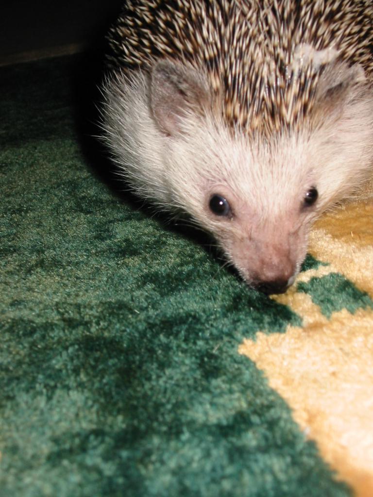 [Photo of Huff the Hedgepig]