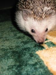 [Photo of Huff the Hedgepig]