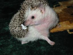 [Photo of Huff the Hedgepig]