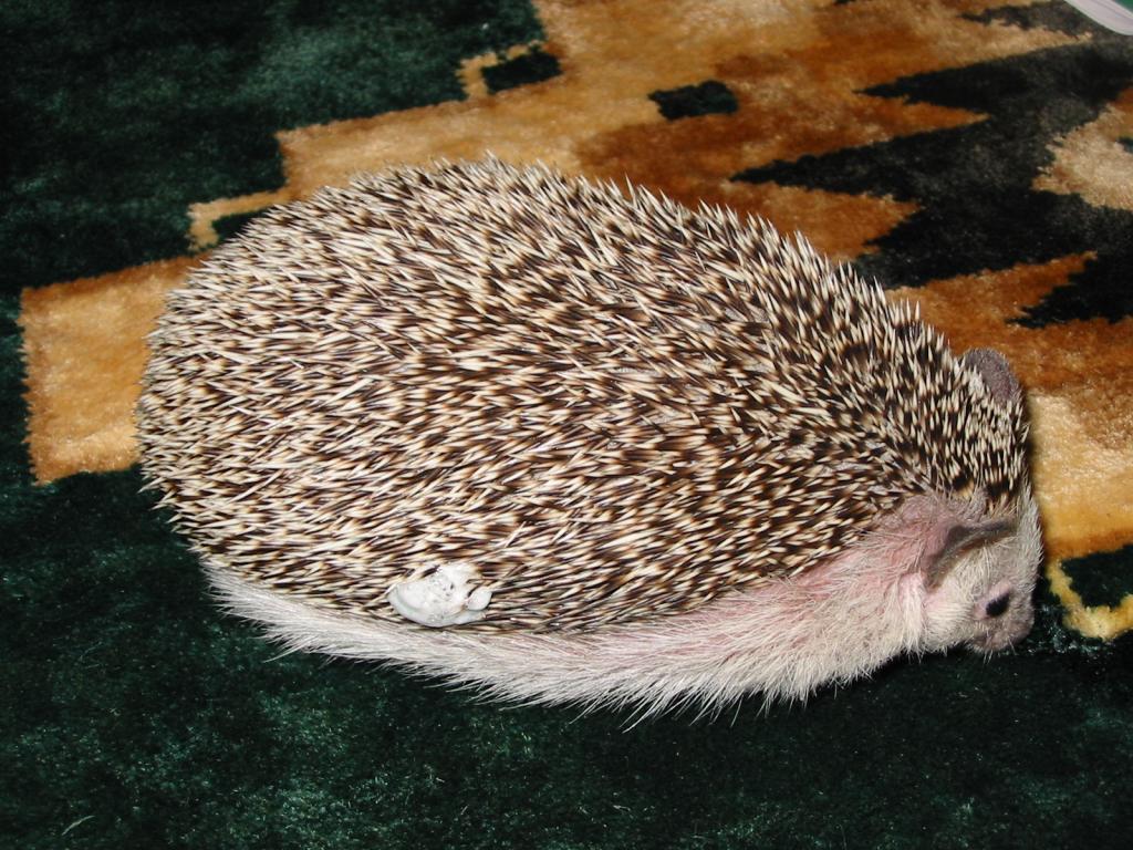 [Photo of Huff the Hedgepig]